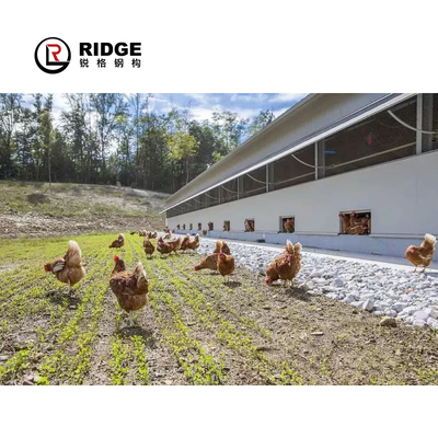 Custom Industrial-Style Chicken Coop for Farm Ranch Steel Structure Mesh Frame for Warehouse Building