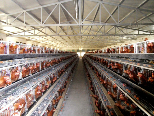 New Design Automatic Poultry Farm Shed Prefab Chicken Farm Building House